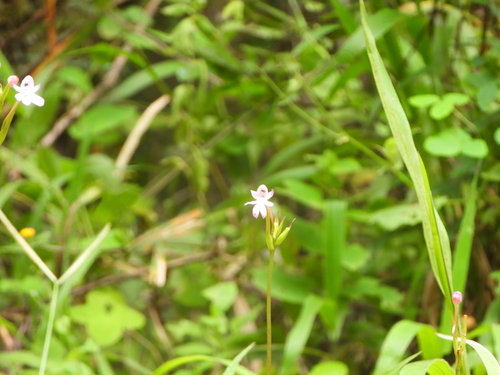 Cynorkis fastigiata, photograph 3
