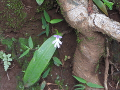 Cynorkis fastigiata, photograph (c) amantedarmanin, some rights reserved (CC BY)