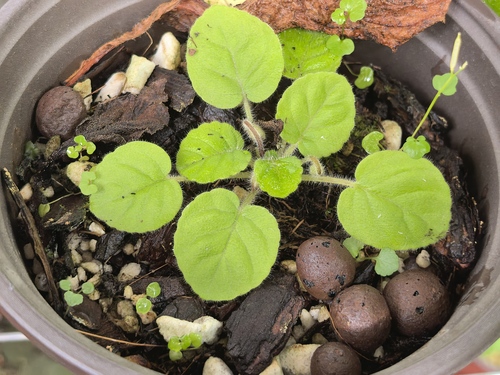 Petrocosmea iodioides