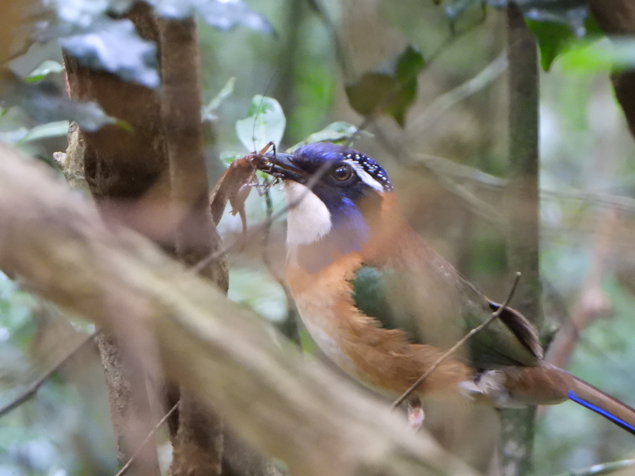 Pitta-like Ground Roller (Atelornis pittoides), photo 10