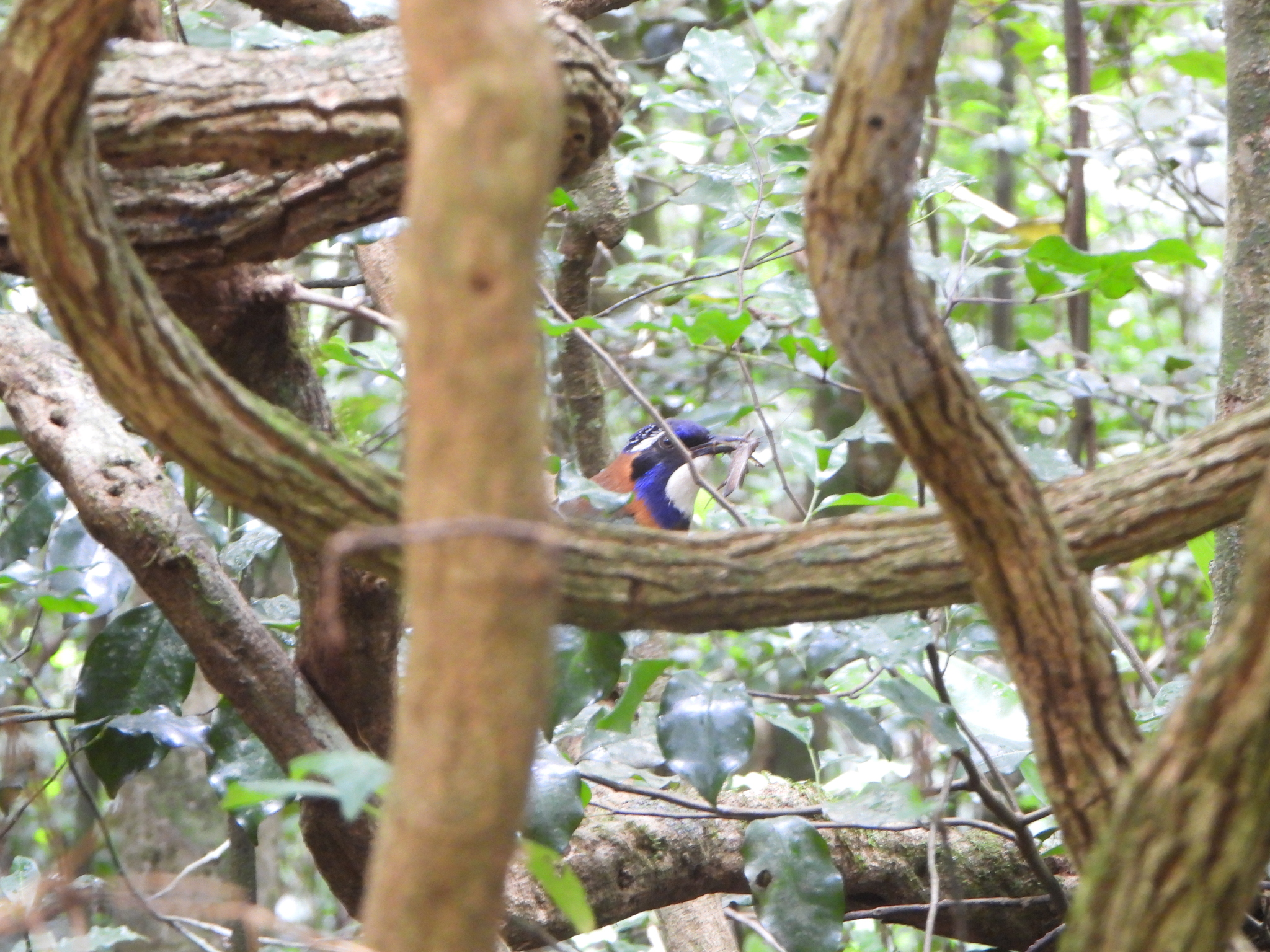 Pitta-like Ground Roller (Atelornis pittoides), photo 2