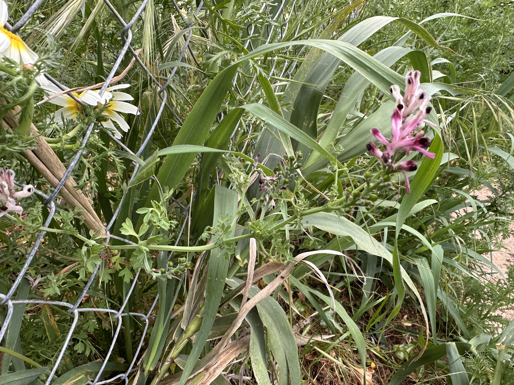 Fumaria Agraria (Fumaria agraria)