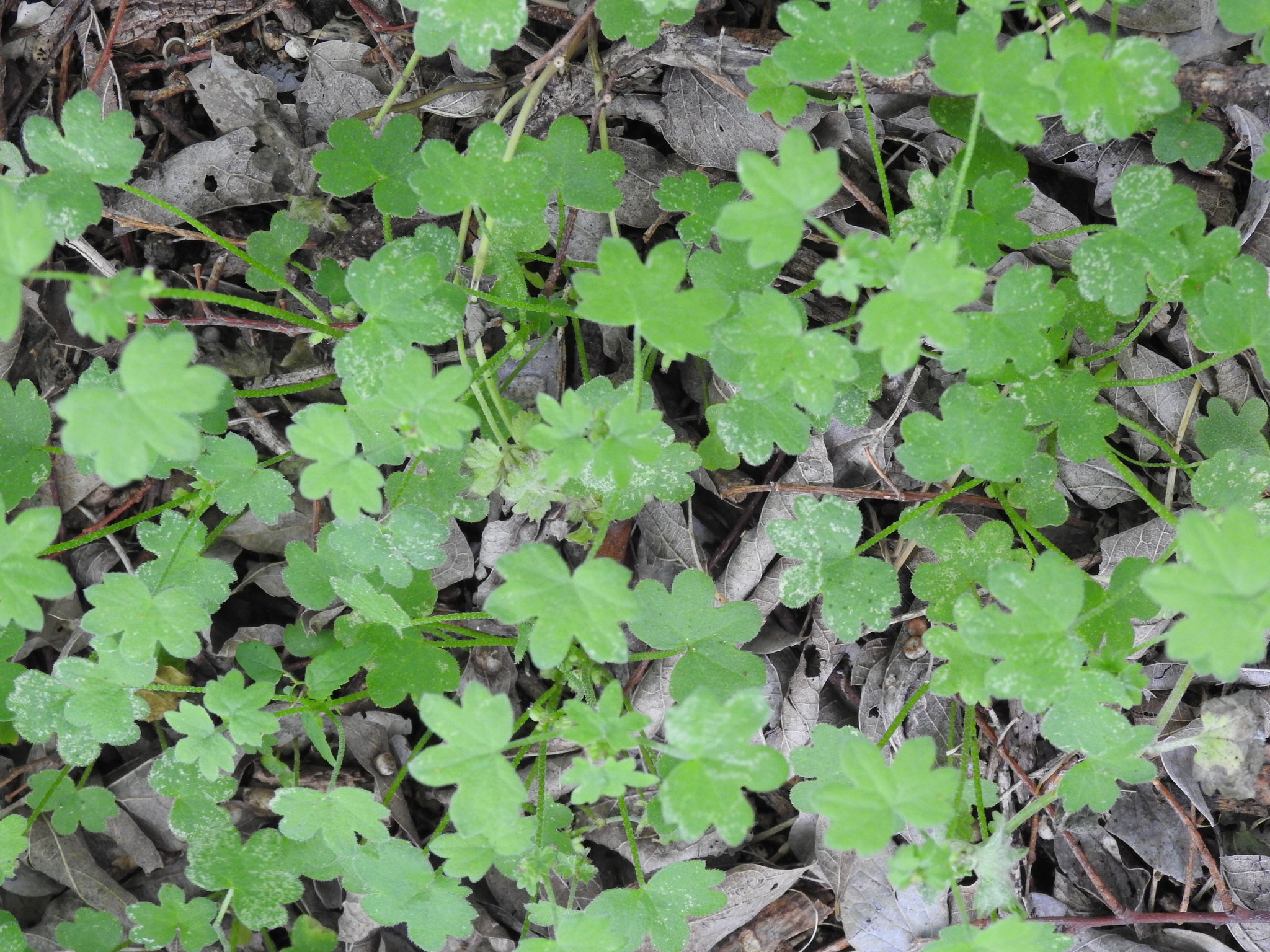 Hoary Bowlesia (Bowlesia incana)