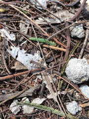 Lepidoptera