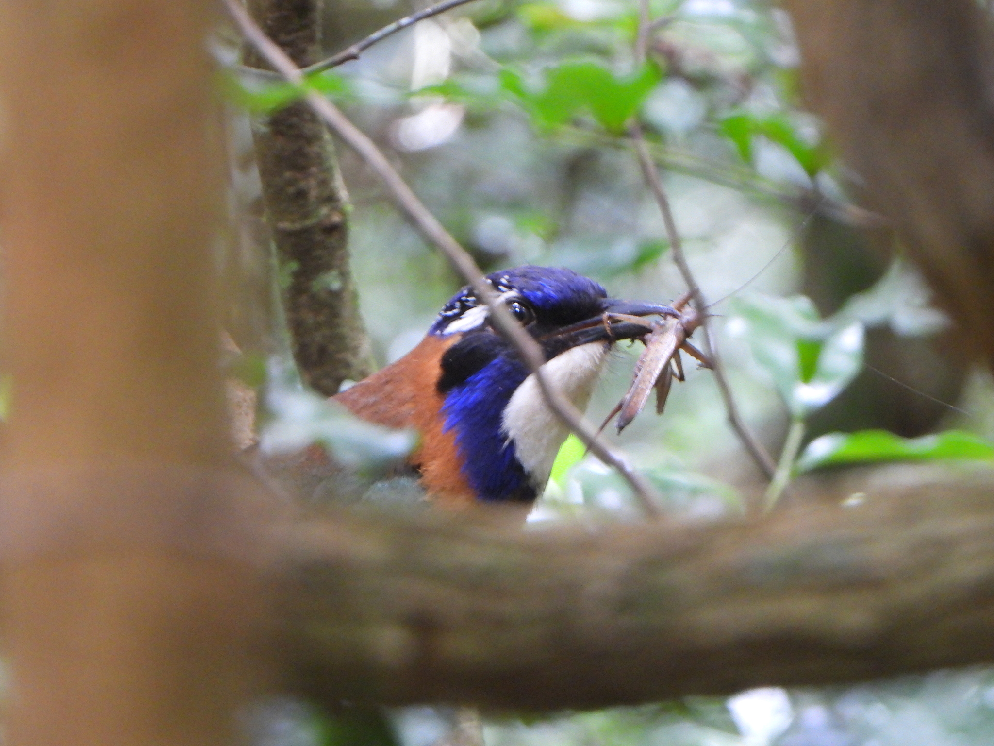 Pitta-like Ground Roller (Atelornis pittoides), photo 1