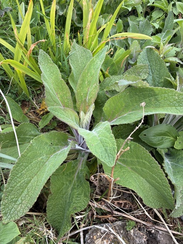 purple foxglove (Digitalis purpurea)