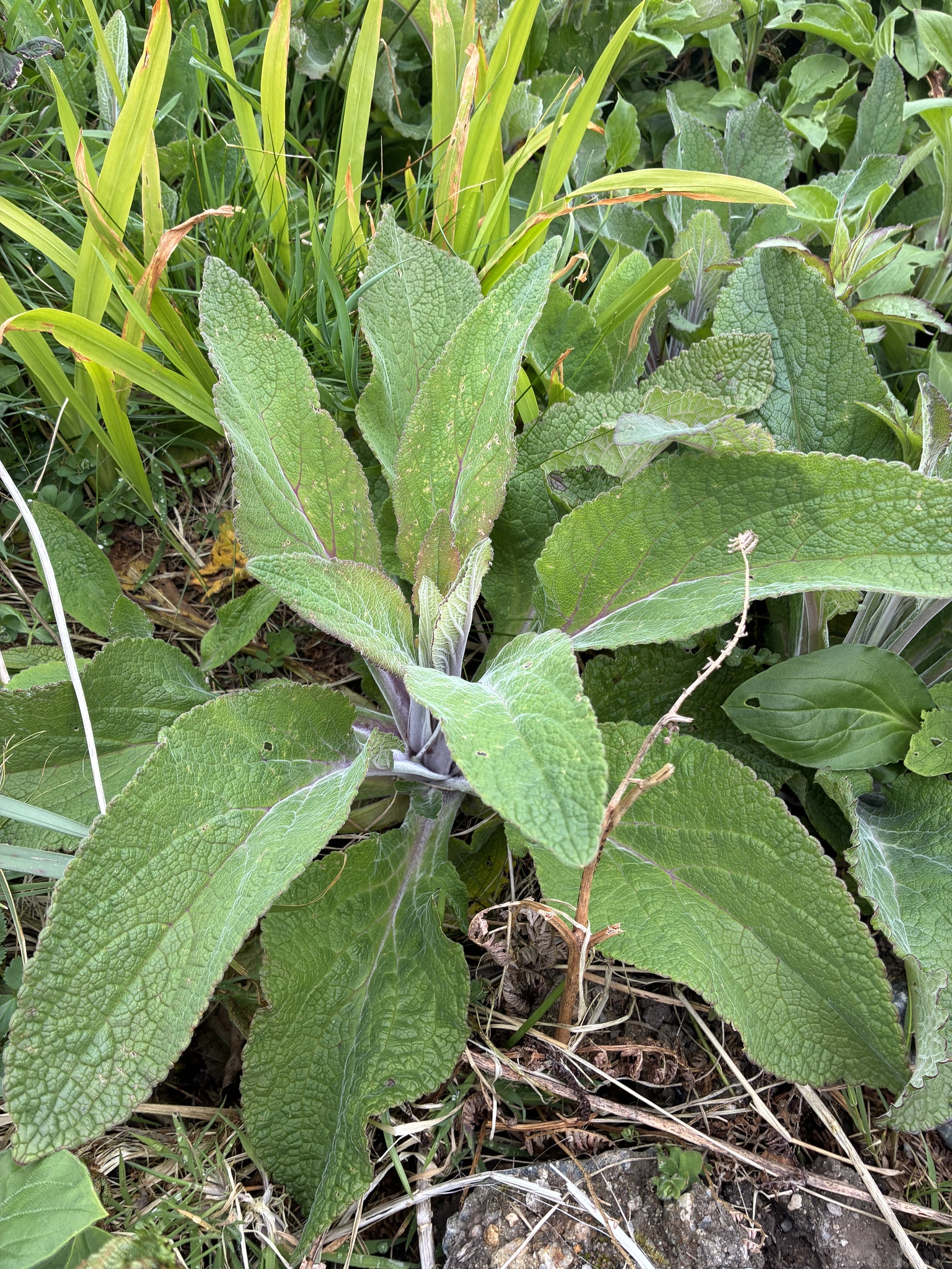 Purple Foxglove (Digitalis purpurea)
