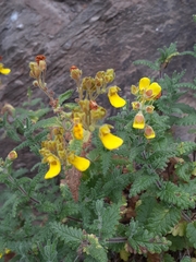 Calceolaria teucrioides
