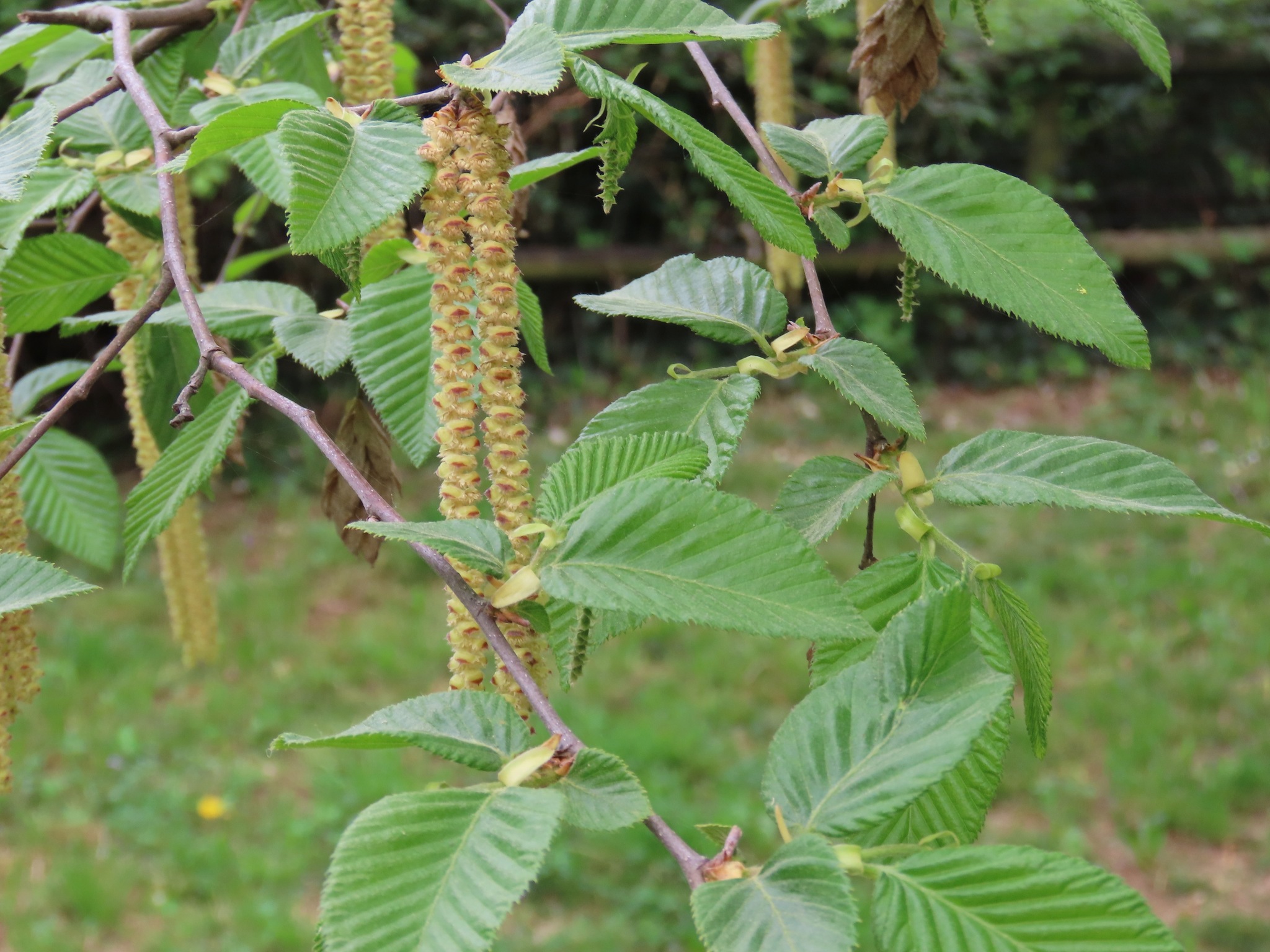 European Hop-Hornbeam (Ostrya carpinifolia)