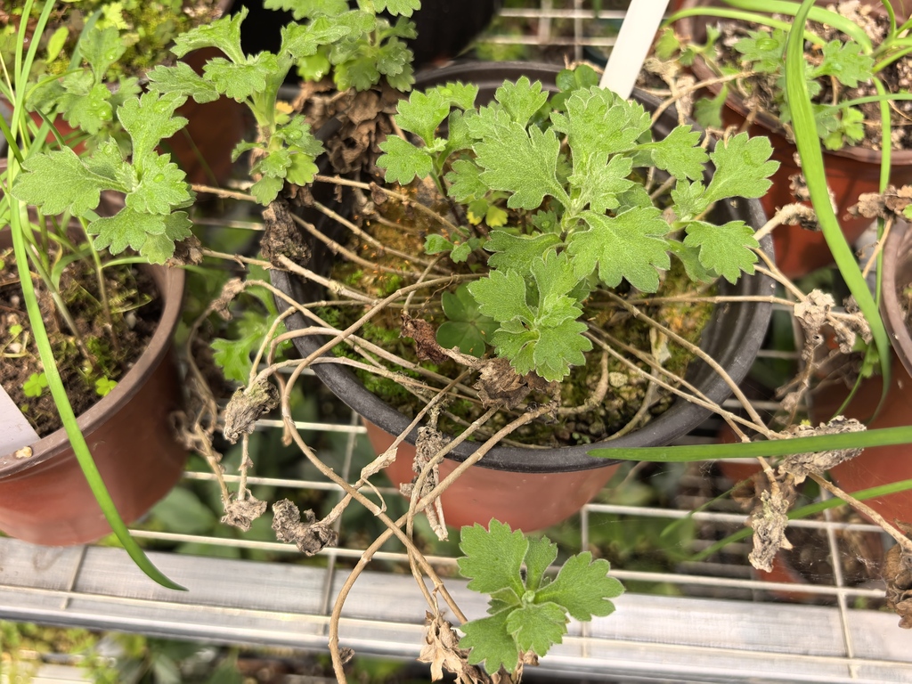 Chrysanthemum bizarre