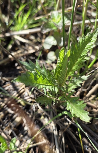 European water-horehound (Lycopus europaeus)