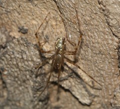 Cryptachaea gigantipes