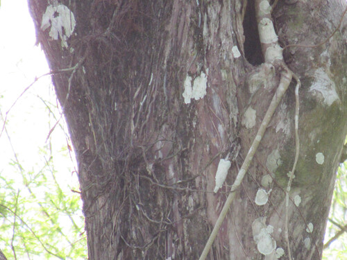 Ghost Orchid (Dendrophylax lindenii)