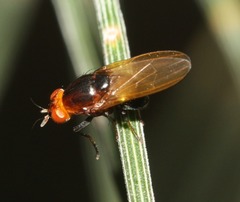 Diptera
