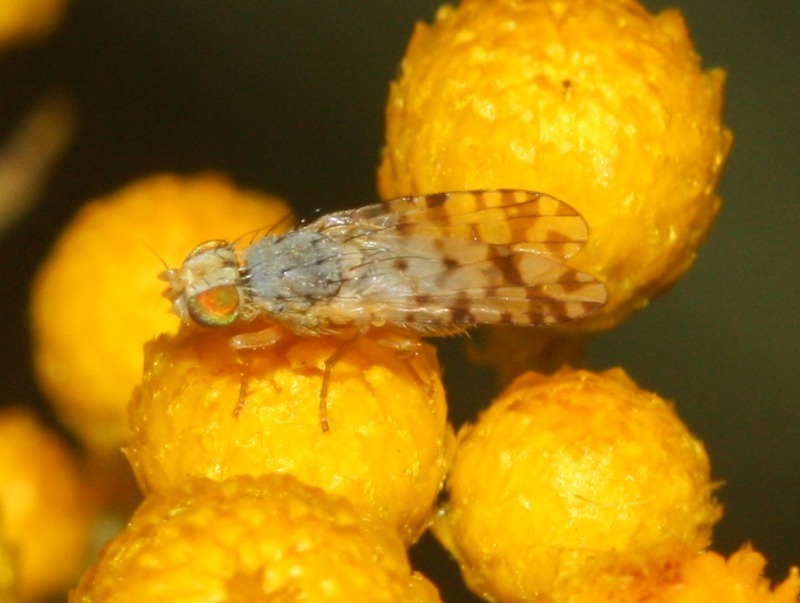 Austrotephritis pelia