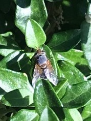 Diptera
