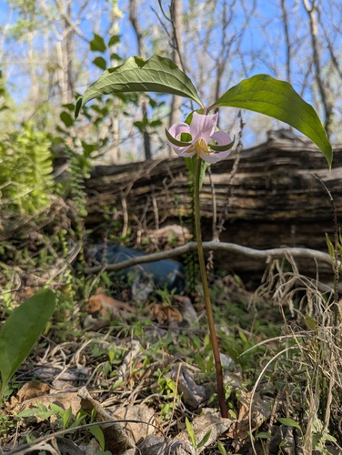 bashful wakerobin (Trillium catesbaei)