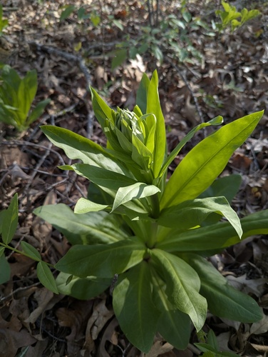 American columbo (Frasera caroliniensis)