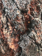Insecta