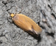 Delexocha ochrocausta