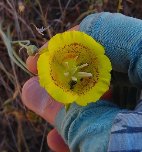 Yellow Mariposa Lily (Calochortus luteus)