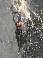 Araneae