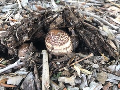 Fungi