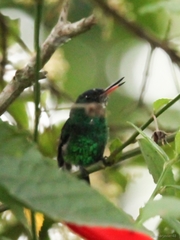 Saucerottia cyanifrons