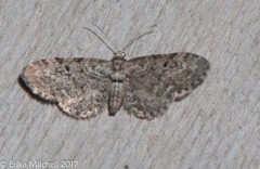 Eupithecia columbiata