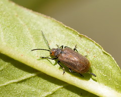Galerucella placida