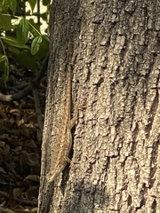 Sceloporus occidentalis