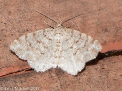 Aethalura intertexta