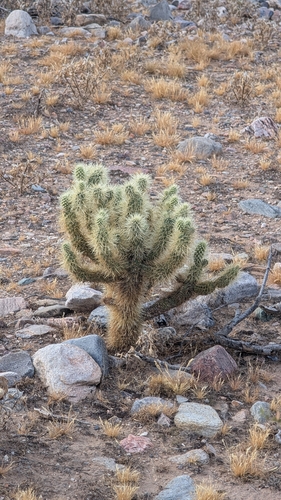 Teddybear Cholla (Cylindropuntia bigelovii)