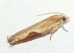 Pseudexentera costomaculana