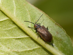 Galerucella placida