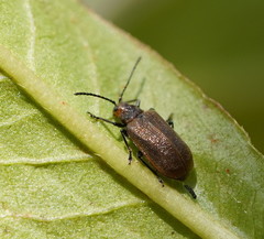 Galerucella placida