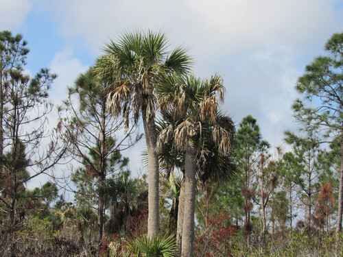 Cabbage Palmetto (Sabal palmetto)