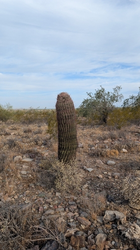 California Barrel Cactus (Ferocactus cylindraceus)