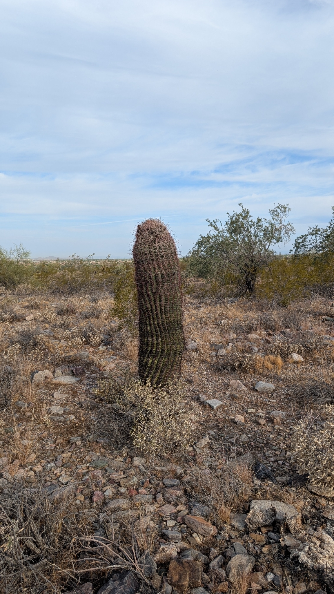 California Barrel Cactus (Ferocactus cylindraceus)