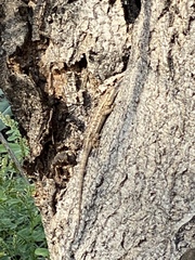 Sceloporus occidentalis