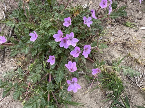 Early Stork's-bill (Erodium maculatum)