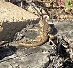 Sceloporus occidentalis