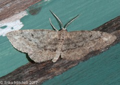 Hypagyrtis piniata