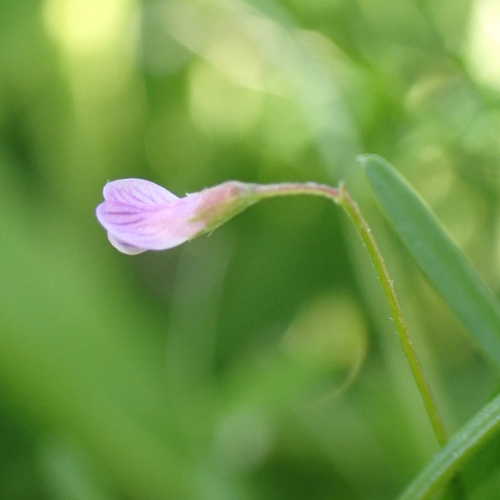 Lentil Vetch (Vicia tetrasperma)