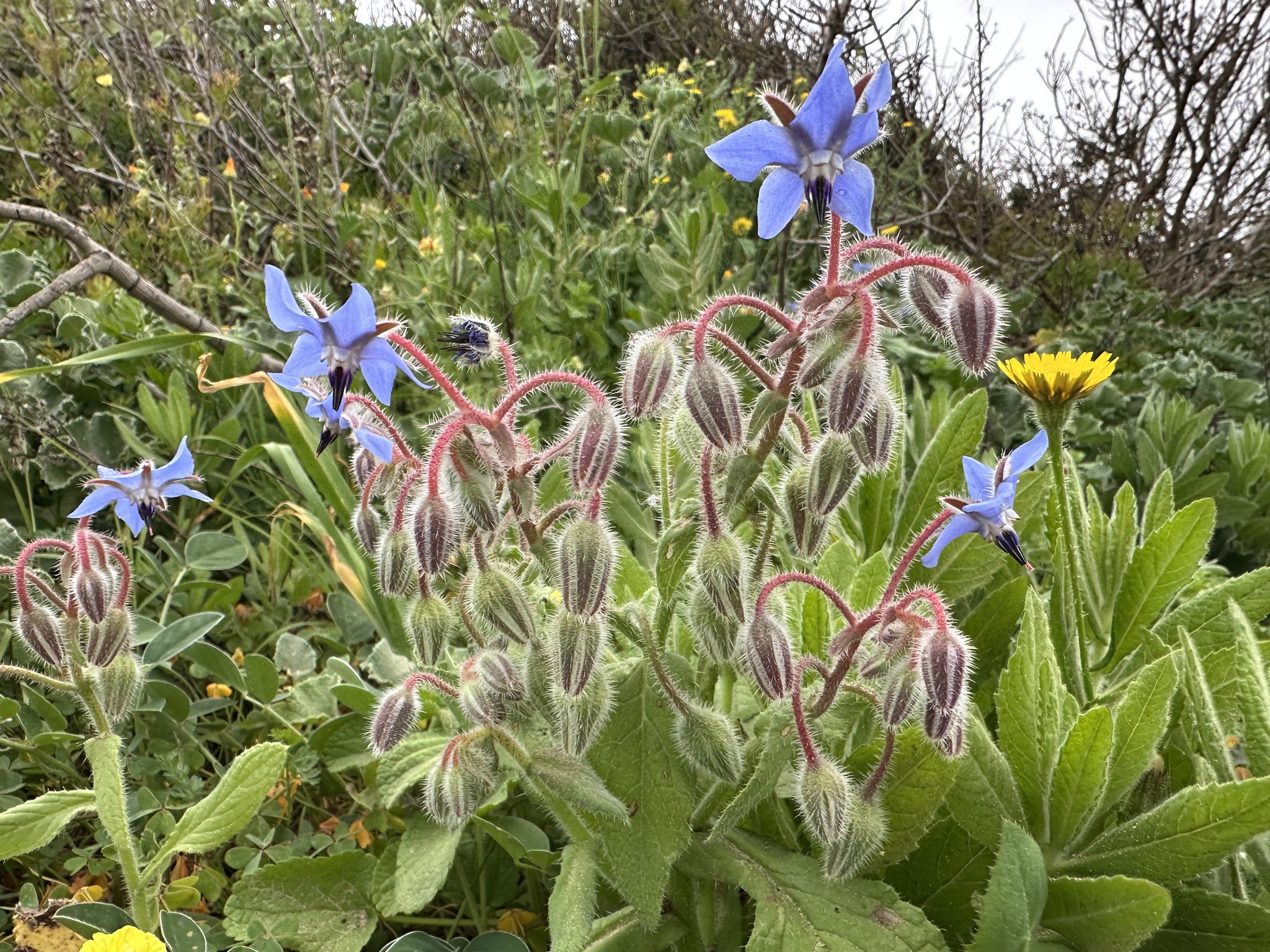 Borage (Borago officinalis)
