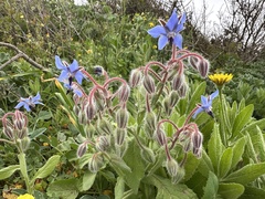 Borretsch (Borago officinalis)
