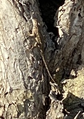 Sceloporus occidentalis