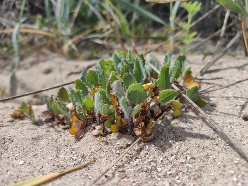 Yellow Horned Poppy (Glaucium flavum)