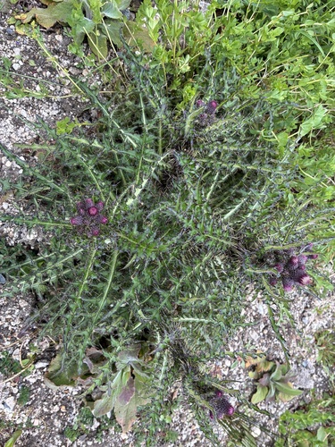 Marsh Thistle (Cirsium palustre)