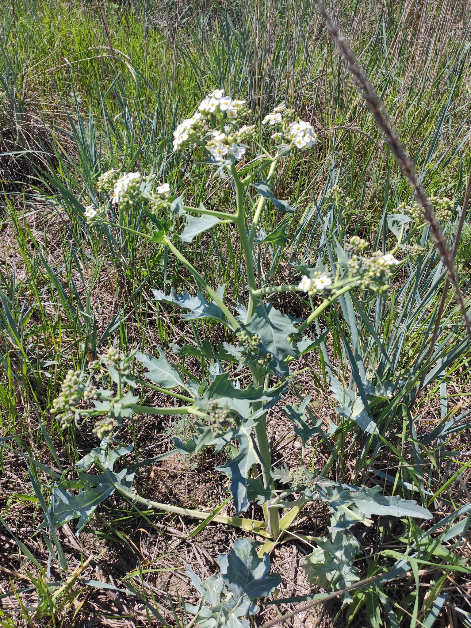 Sea Kale (Crambe maritima)